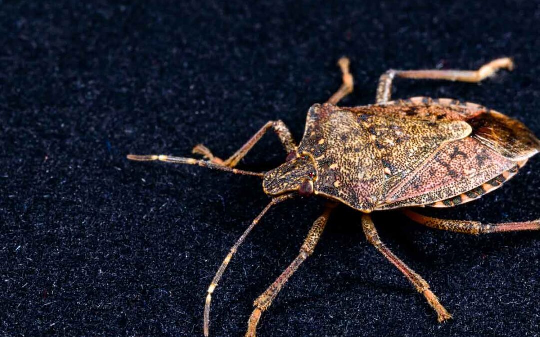 Pest-Control-Awareness