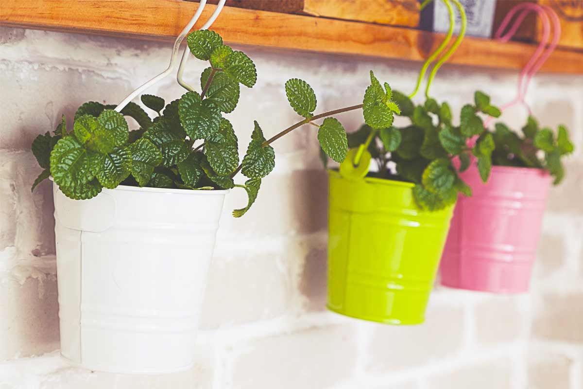 Using-Scent-as-a-Gentle-Deterrent