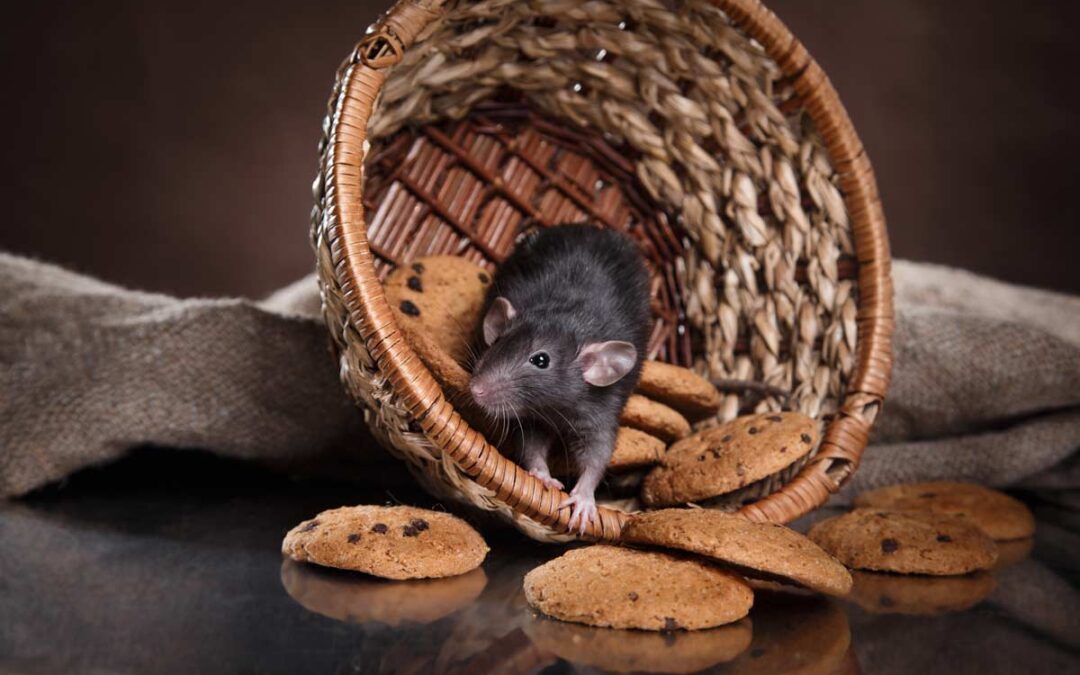 Why-Rodents-Move-Indoors-in-November