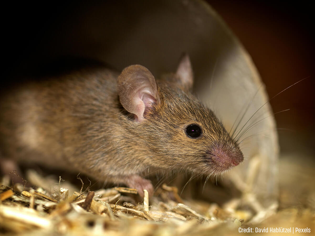 Winter Pest-Proofing: Is It Too Late to Start in December? (Spoiler: No!)