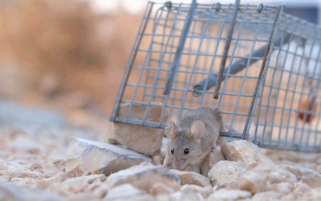 DIY vs. Professional Pest Control: Why Winter Intrusion Requires an Expert’s Eye