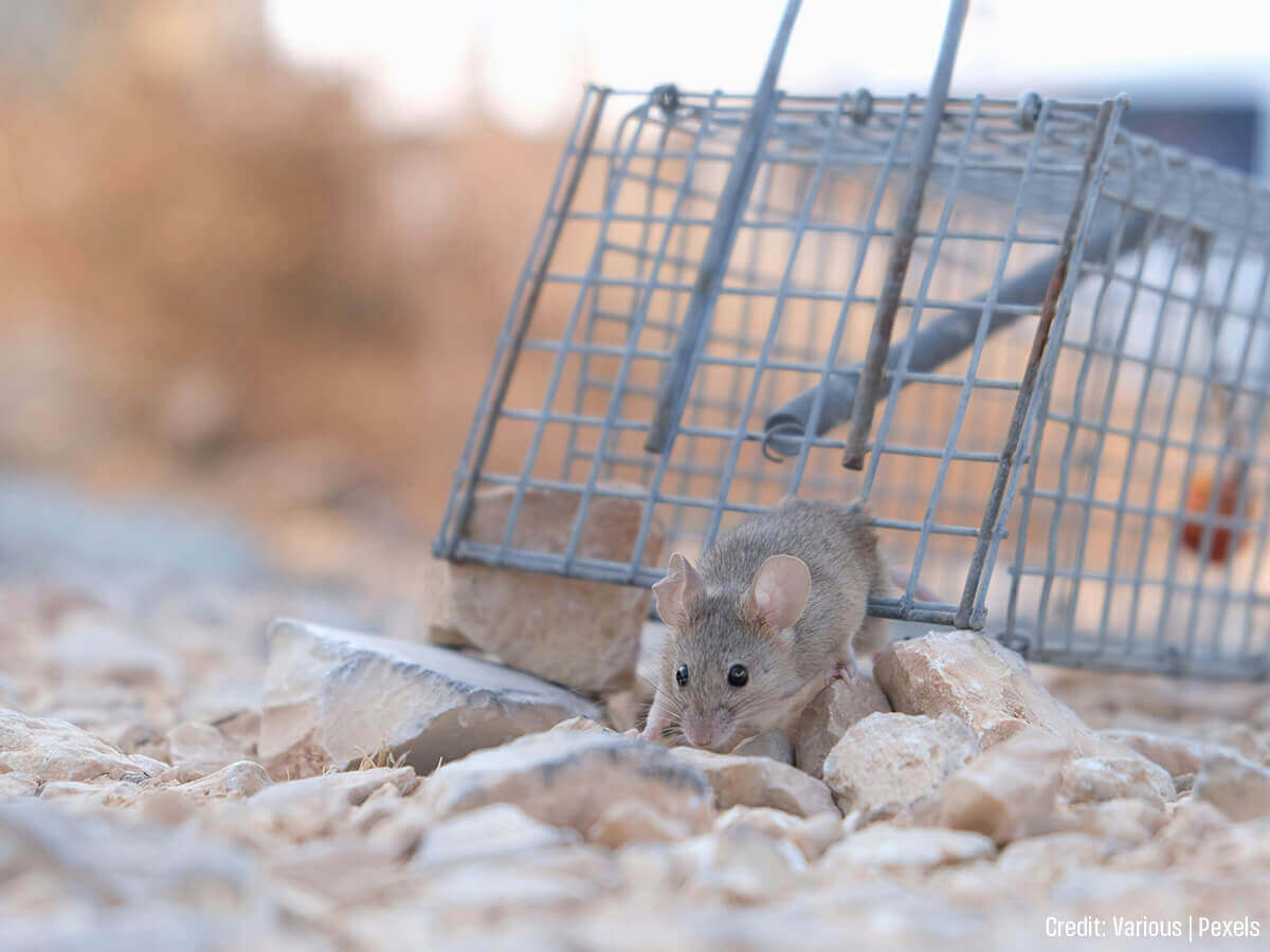 DIY vs. Professional Pest Control: Why Winter Intrusion Requires an Expert’s Eye