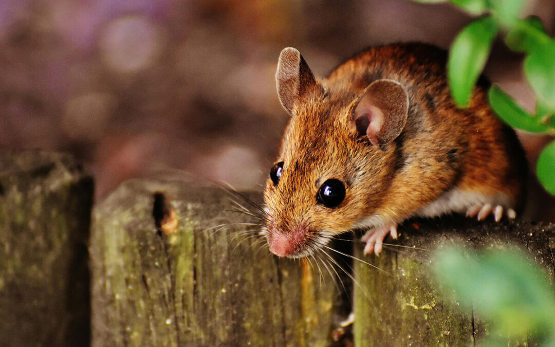 The Top 5 Entry Points for Winter Pests (And How to Seal Them)