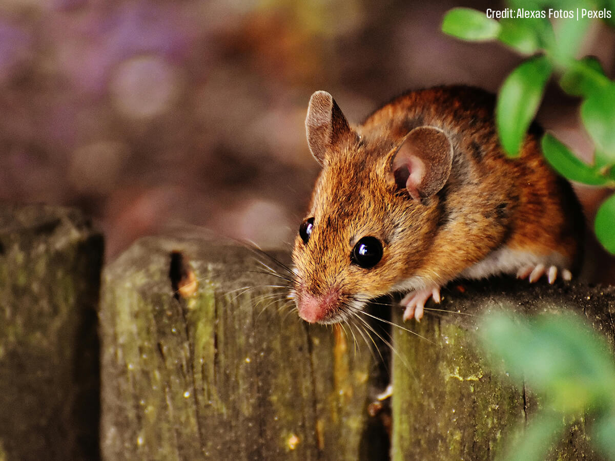 The Top 5 Entry Points for Winter Pests (And How to Seal Them)