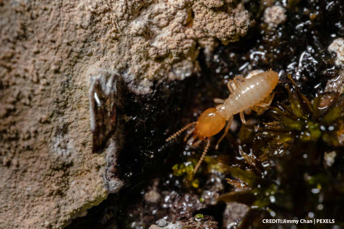 Termites in the Cold: Why a Winter Swarm Still Requires Immediate Attention
