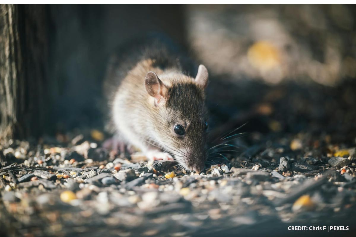 Silent Night: Identifying Pests by the Winter Noises in Your Walls