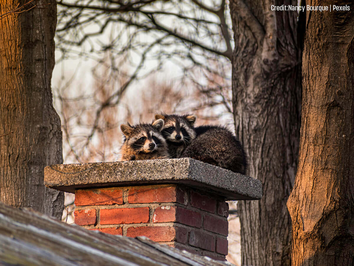 DIY vs. Professional Pest Control: Why Winter Intrusion Requires an Expert’s Eye