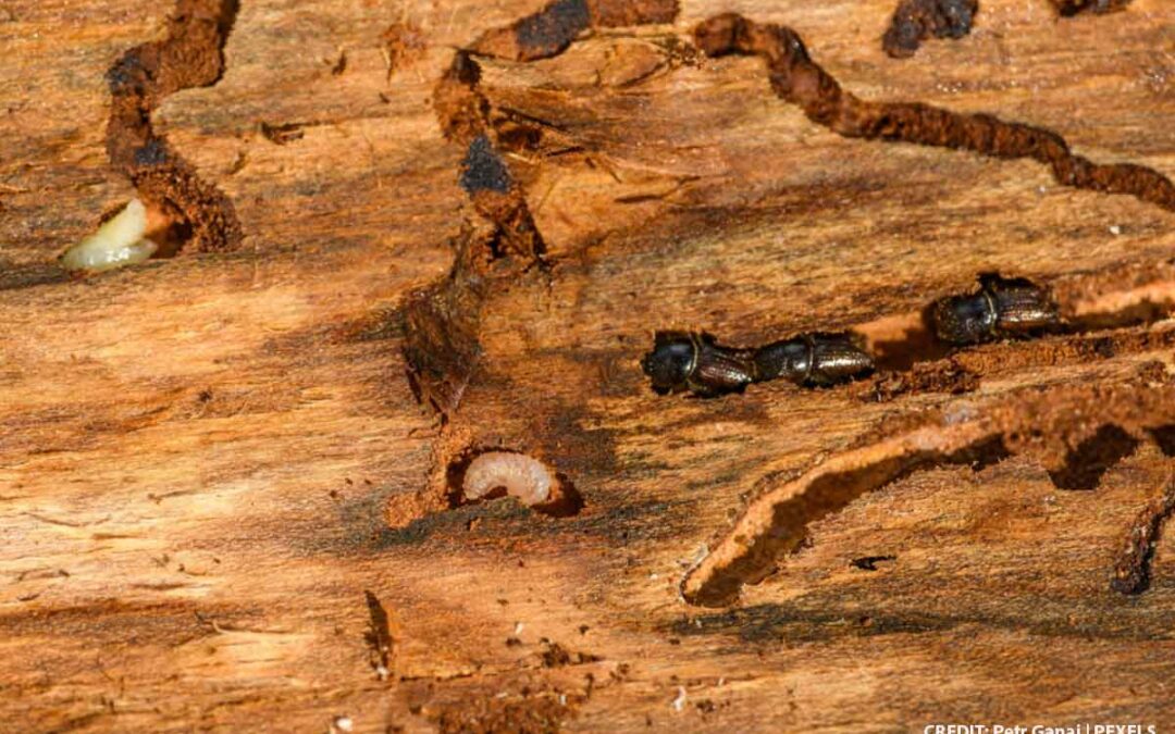 Termites in the Cold: Why a Winter Swarm Still Requires Immediate Attention