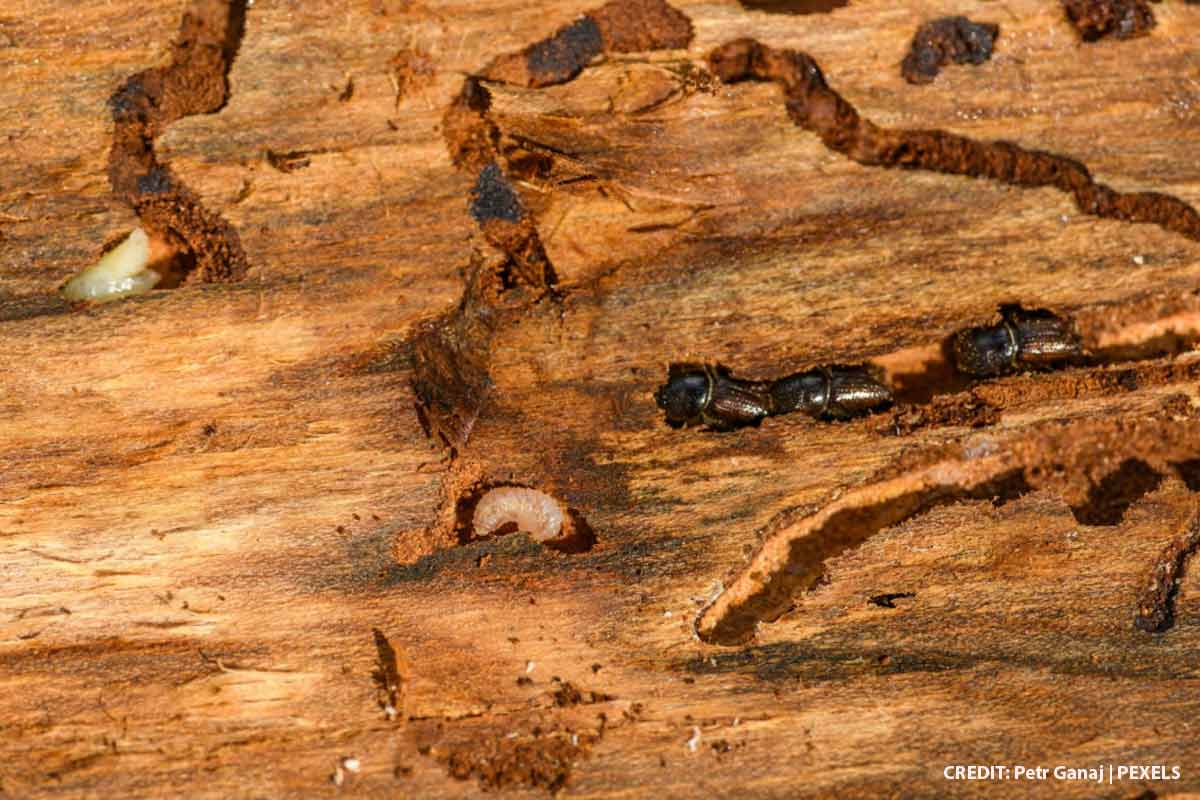 Termites in the Cold: Why a Winter Swarm Still Requires Immediate Attention