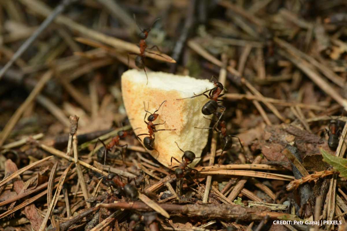 Silent Night: Identifying Pests by the Winter Noises in Your Walls