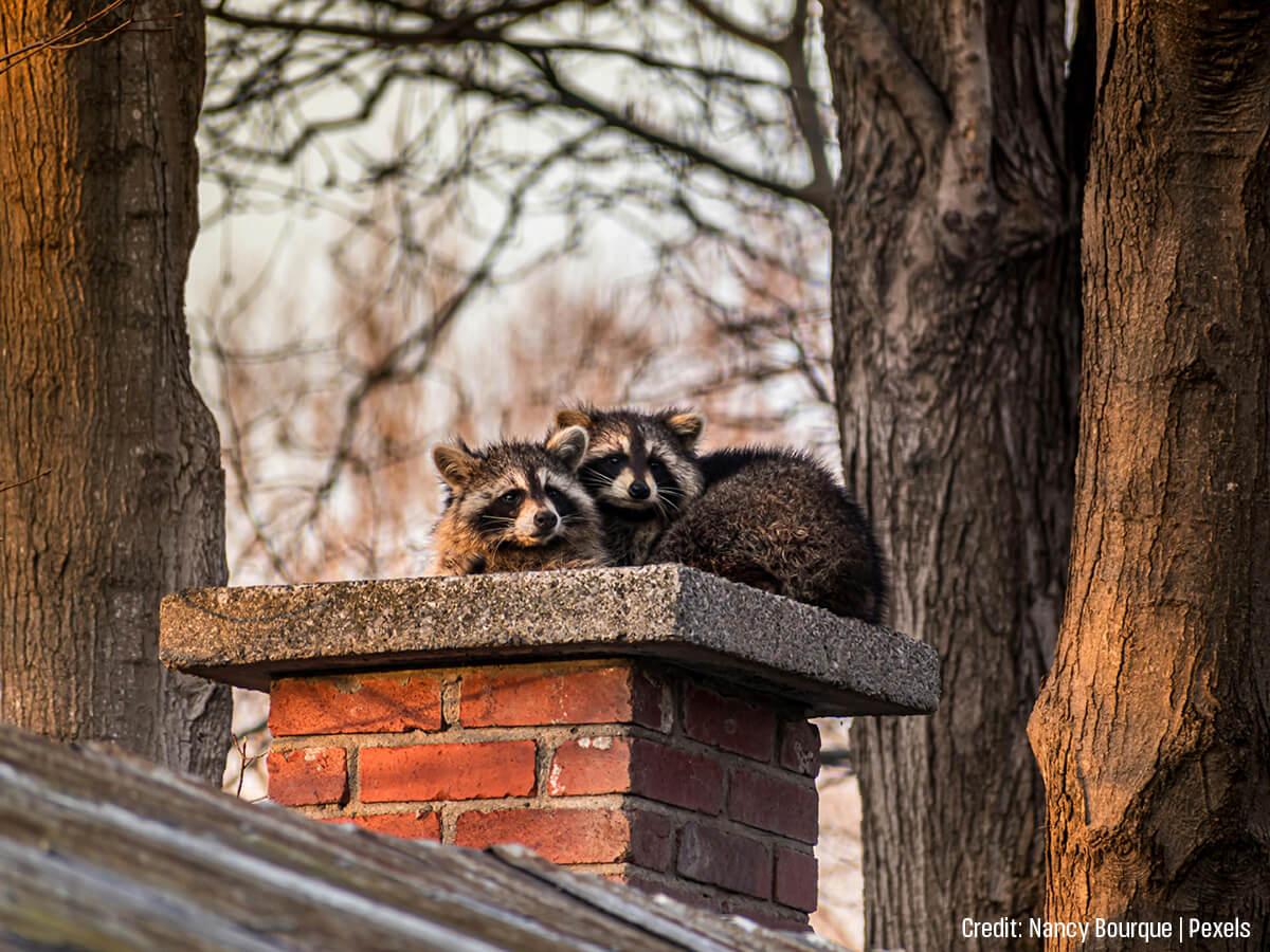 The Top 5 Entry Points for Winter Pests (And How to Seal Them)