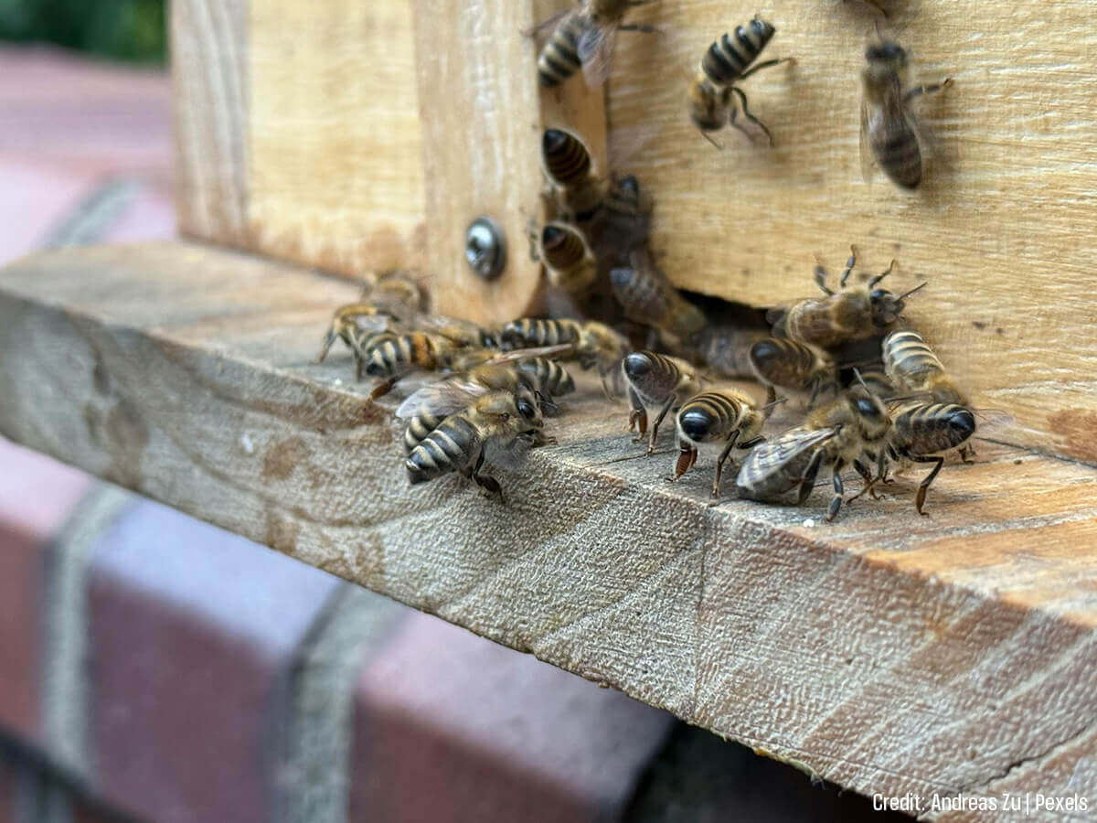 DIY vs. Professional Pest Control: Why Winter Intrusion Requires an Expert’s Eye