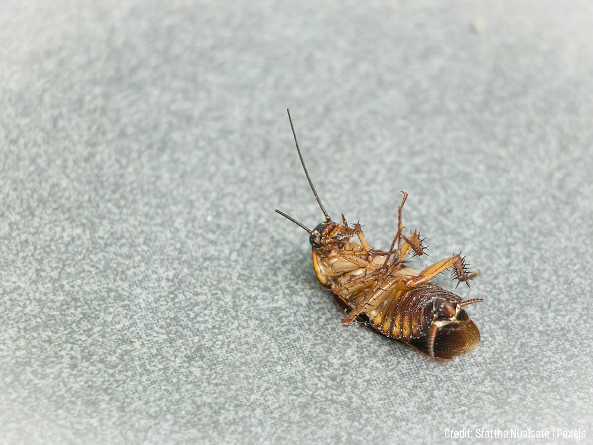 The Top 5 Entry Points for Winter Pests (And How to Seal Them)