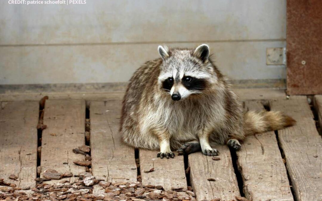 Silent Night: Identifying Pests by the Winter Noises in Your Walls