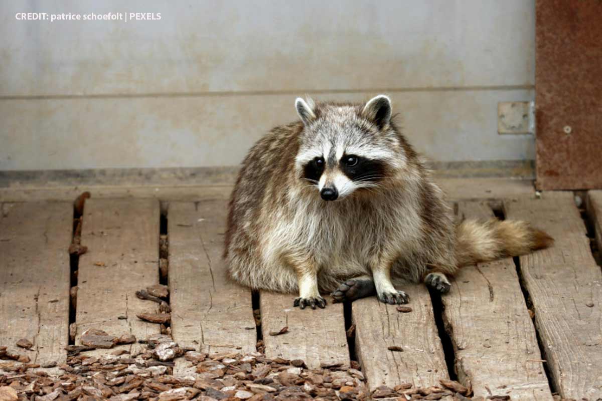 Silent Night: Identifying Pests by the Winter Noises in Your Walls