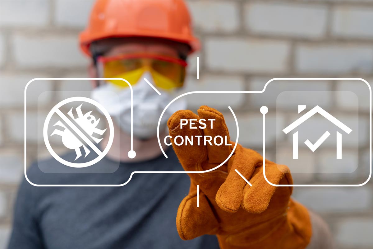 Are-Pest-Issues-Truly-Fewer-in-Modern-Homes