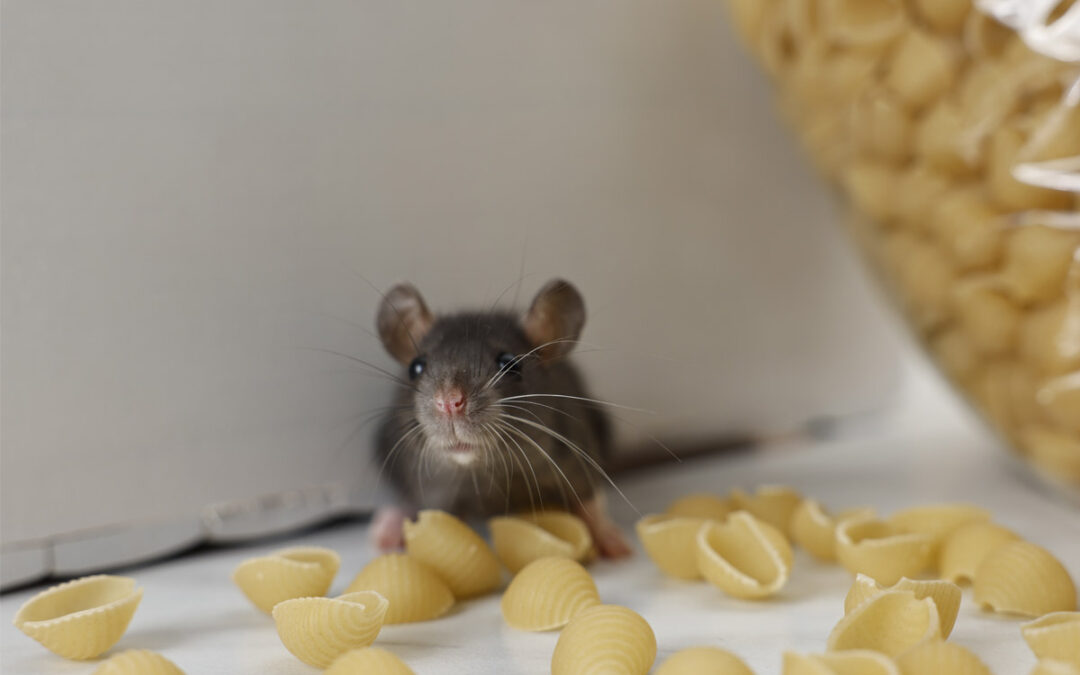 Do-Modern-Homes-Have-Fewer-Pest-Issues-Than-Older-Ones