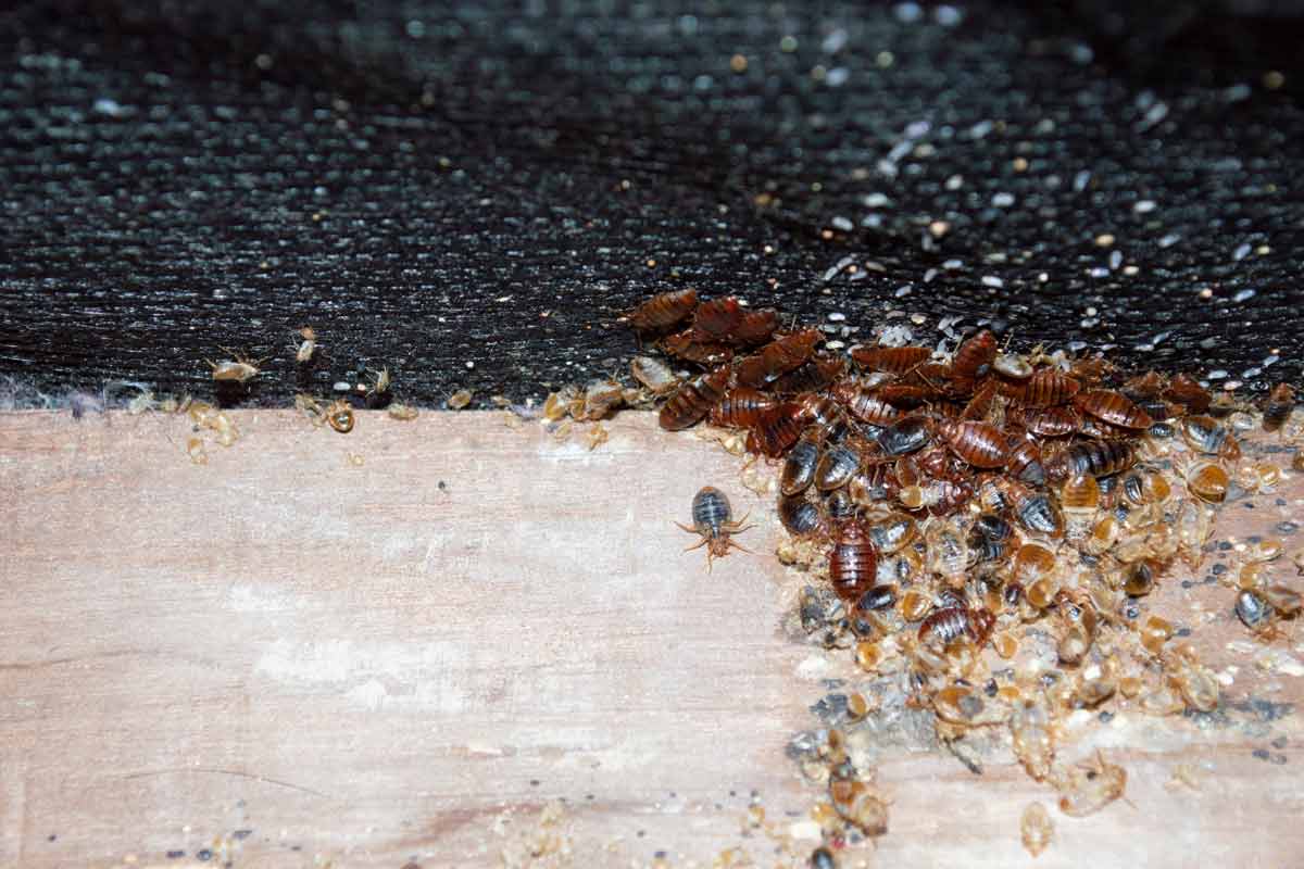 Human-Activity-and-Movement