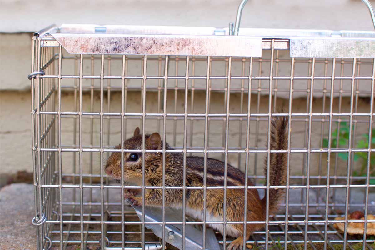 Using-Harmful-Chemicals