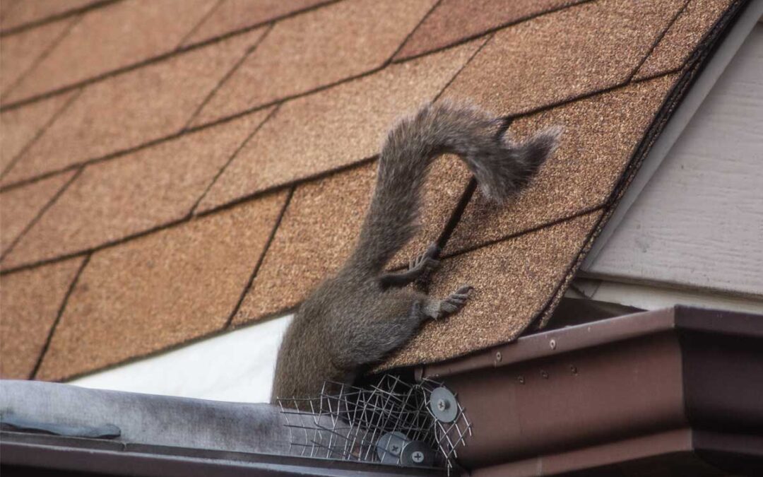 What-Household-Zones-Act-as-Pest-Highways