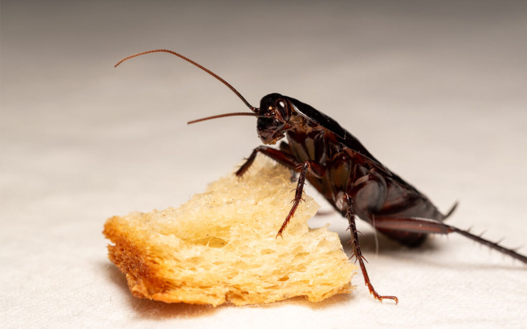 What-Overlooked-Household-Items-Commonly-Attract-Pests